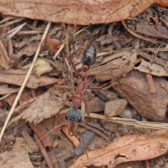 Myrmecia nigriceps (Black-headed bull ant) at Dryandra St Woodland - 5 Jan 2023 by ConBoekel