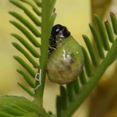 Calomela (genus) (Acacia leaf beetle) at O'Connor, ACT - 5 Jan 2023 by ConBoekel