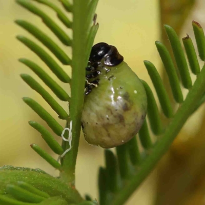 Calomela (genus) (Acacia leaf beetle) at O'Connor, ACT - 5 Jan 2023 by ConBoekel