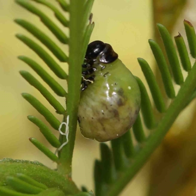 Calomela sp. (genus) (Acacia leaf beetle) at O'Connor, ACT - 5 Jan 2023 by ConBoekel