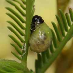 Calomela sp. (genus) (Acacia leaf beetle) at O'Connor, ACT - 5 Jan 2023 by ConBoekel