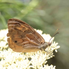 Heteronympha merope (Common Brown Butterfly) at Dryandra St Woodland - 5 Jan 2023 by ConBoekel