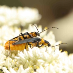 Chauliognathus lugubris (Plague Soldier Beetle) at O'Connor, ACT - 5 Jan 2023 by ConBoekel