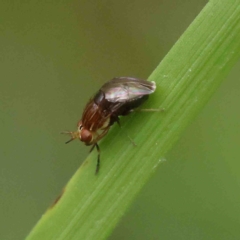 Steganopsis melanogaster (A lauxaniid fly) at O'Connor, ACT - 5 Jan 2023 by ConBoekel