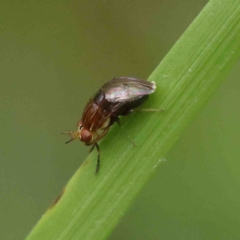 Steganopsis melanogaster (A lauxaniid fly) at Dryandra St Woodland - 5 Jan 2023 by ConBoekel