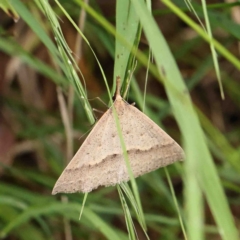 Epidesmia hypenaria (Long-nosed Epidesmia) at O'Connor, ACT - 5 Jan 2023 by ConBoekel