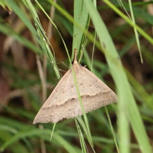 Epidesmia hypenaria at O'Connor, ACT - 5 Jan 2023 02:48 PM