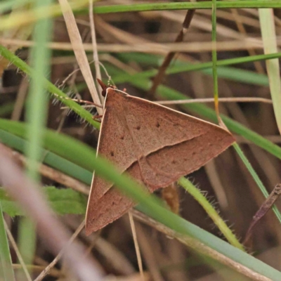 Epidesmia chilonaria (Golden-winged Epidesmia) at O'Connor, ACT - 5 Jan 2023 by ConBoekel