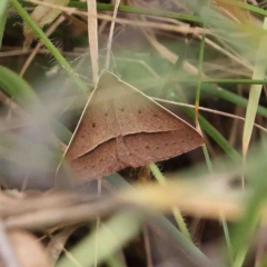 Epidesmia chilonaria at O'Connor, ACT - 5 Jan 2023 02:49 PM