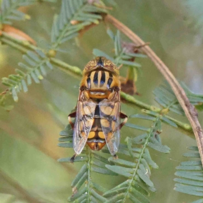 Eristalinus punctulatus (Golden Native Drone Fly) at Dryandra St Woodland - 5 Jan 2023 by ConBoekel