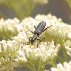 Eleale aspera (Clerid beetle) at O'Connor, ACT - 5 Jan 2023 by ConBoekel