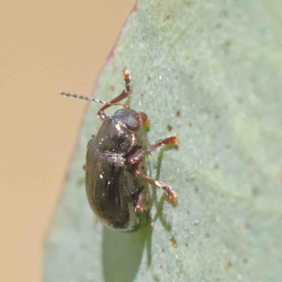 Eumolpinae (subfamily) (Unidentified Eumolpinae Leaf-beetle) at Dryandra St Woodland - 5 Jan 2023 by ConBoekel