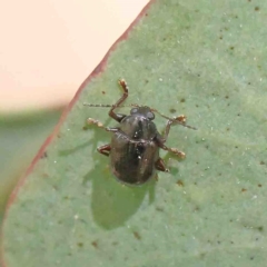 Eumolpinae (subfamily) at O'Connor, ACT - 5 Jan 2023 02:25 PM