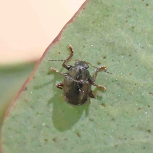 Eumolpinae (subfamily) at O'Connor, ACT - 5 Jan 2023