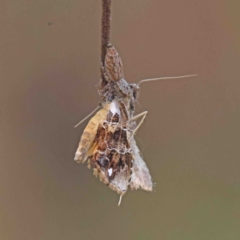 Arrade leucocosmalis (A Hypeninae moth) at Dryandra St Woodland - 5 Jan 2023 by ConBoekel