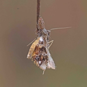 Arrade leucocosmalis at O'Connor, ACT - 5 Jan 2023 02:21 PM