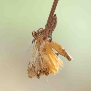 Arrade leucocosmalis at O'Connor, ACT - 5 Jan 2023
