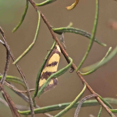 Olbonoma triptycha (Chezela Group) at O'Connor, ACT - 5 Jan 2023 by ConBoekel