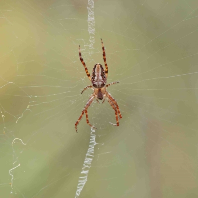 Plebs eburnus (Eastern bush orb-weaver) at Dryandra St Woodland - 5 Jan 2023 by ConBoekel