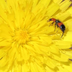Dicranolaius cinctus (Notched-leg Red & Blue Flower Beetle) at O'Connor, ACT - 5 Jan 2023 by ConBoekel
