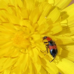 Dicranolaius bellulus at O'Connor, ACT - 5 Jan 2023