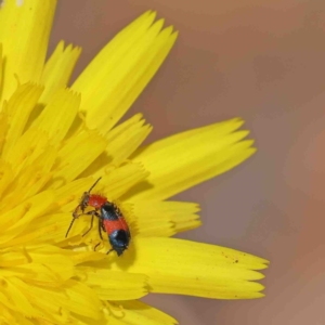 Dicranolaius bellulus at O'Connor, ACT - 5 Jan 2023