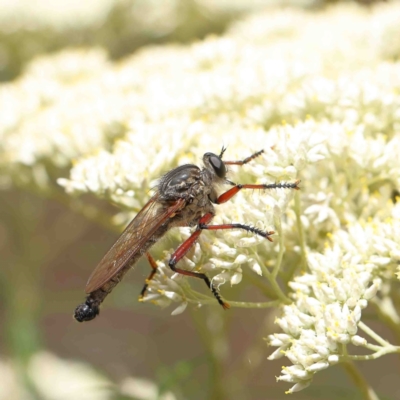 Zosteria sp. (genus) (Common brown robber fly) at Dryandra St Woodland - 5 Jan 2023 by ConBoekel
