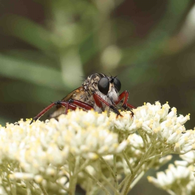 Zosteria sp. (genus) (Common brown robber fly) at O'Connor, ACT - 5 Jan 2023 by ConBoekel