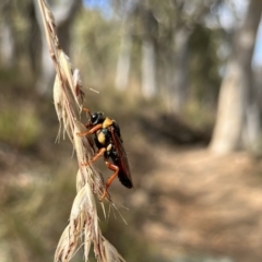 Perga dorsalis (Steel-blue sawfly, spitfire) at Black Mountain - 6 Jan 2023 by YellowButton