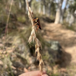 Perga dorsalis at Molonglo Valley, ACT - 7 Jan 2023