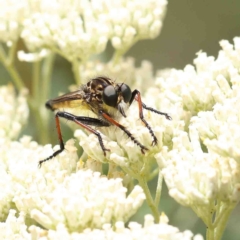 Zosteria rosevillensis (A robber fly) at O'Connor, ACT - 5 Jan 2023 by ConBoekel