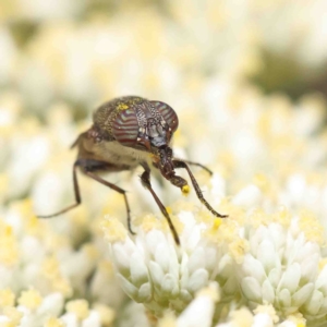 Stomorhina discolor at O'Connor, ACT - 5 Jan 2023