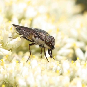 Stomorhina discolor at O'Connor, ACT - 5 Jan 2023