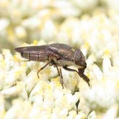 Stomorhina discolor at O'Connor, ACT - 5 Jan 2023 02:03 PM