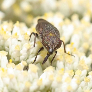 Stomorhina discolor at O'Connor, ACT - 5 Jan 2023