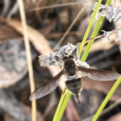 Trichophthalma sp. (genus) (Tangle-vein fly) at Black Mountain - 6 Jan 2023 by YellowButton