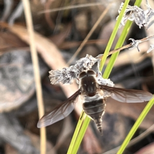 Trichophthalma sp. (genus) at Acton, ACT - 7 Jan 2023