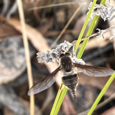 Trichophthalma sp. (genus) (Tangle-vein fly) at Acton, ACT - 7 Jan 2023 by YellowButton