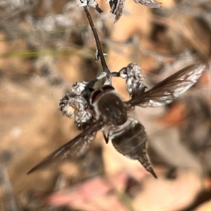 Trichophthalma sp. (genus) at Acton, ACT - 7 Jan 2023