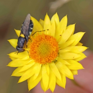 Odontomyia hunteri at O'Connor, ACT - 5 Jan 2023