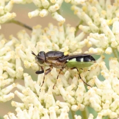 Odontomyia hunteri (Soldier fly) at O'Connor, ACT - 5 Jan 2023 by ConBoekel