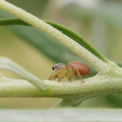 Salticidae (family) (Jumping spider) at O'Connor, ACT - 5 Jan 2023 by ConBoekel