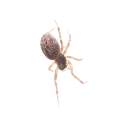 Badumna sp. (genus) (Lattice-web spider) at Dryandra St Woodland - 5 Jan 2023 by ConBoekel