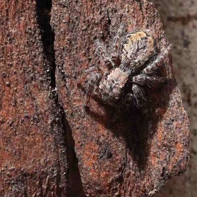 Servaea incana (Hoary Servaea) at Dryandra St Woodland - 5 Jan 2023 by ConBoekel