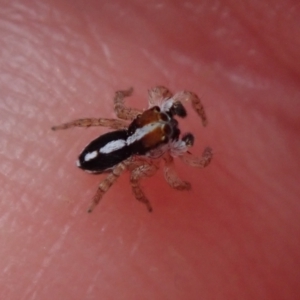 Unidentified Jumping & peacock spider (Salticidae) (TBC) at suppressed by Laserchemisty