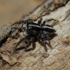 Jotus sp. (genus) at Bonang, VIC - 30 Dec 2022 by Laserchemisty