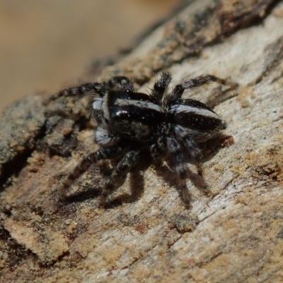 Unidentified Jumping or peacock spider (Salticidae) at Bonang, VIC - 30 Dec 2022 by Laserchemisty