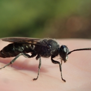 Unidentified Wasp (Hymenoptera, Apocrita) (TBC) at suppressed by Laserchemisty