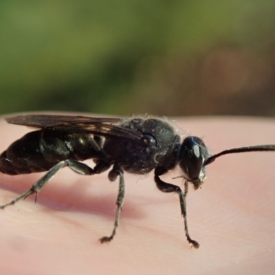 Unidentified Wasp (Hymenoptera, Apocrita) at Bonang, VIC - 31 Dec 2022 by Laserchemisty