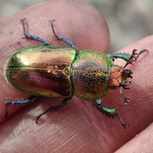 Lamprima aurata at Bonang, VIC - 2 Jan 2023